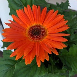 Meet your Posher, Clinton